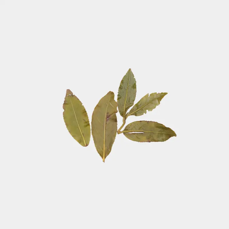 LOT051. 청향 적교두 23春 엽저