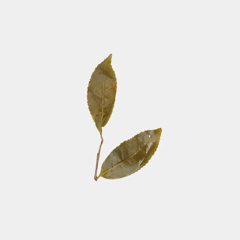 LOT083. 운남철관음 241 엽저