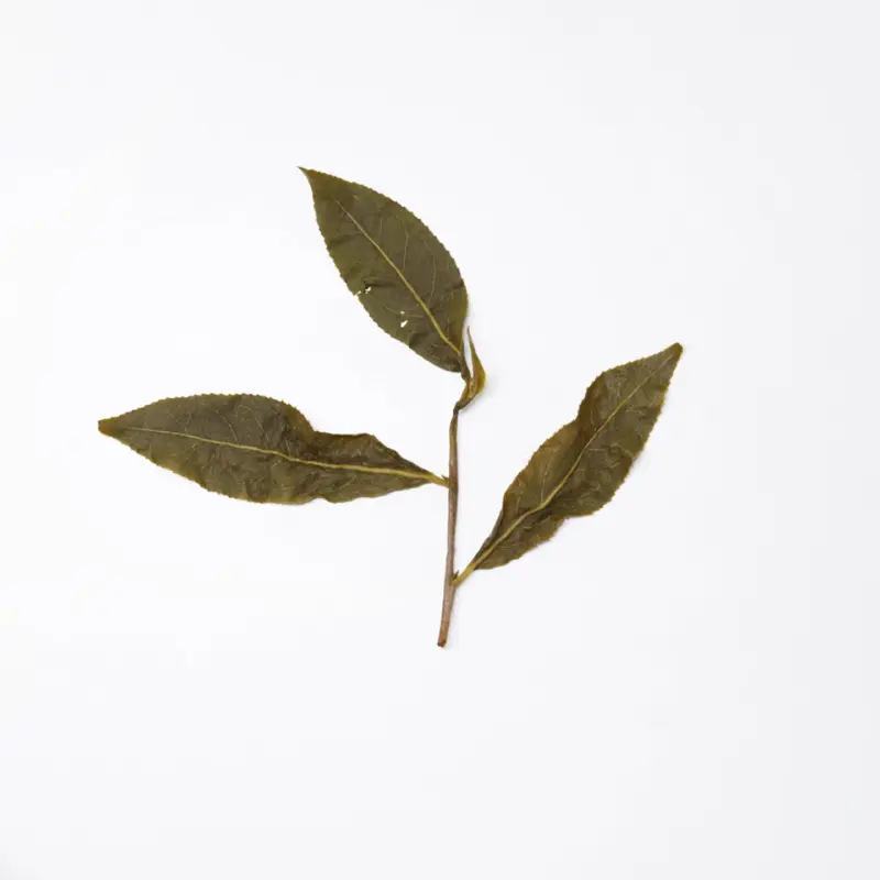 LOT086.기래산 24春 엽저