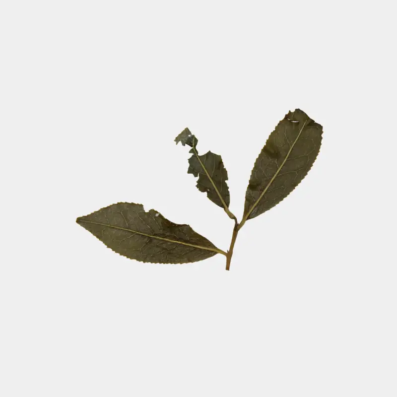 LOT087.리산 24春 엽저