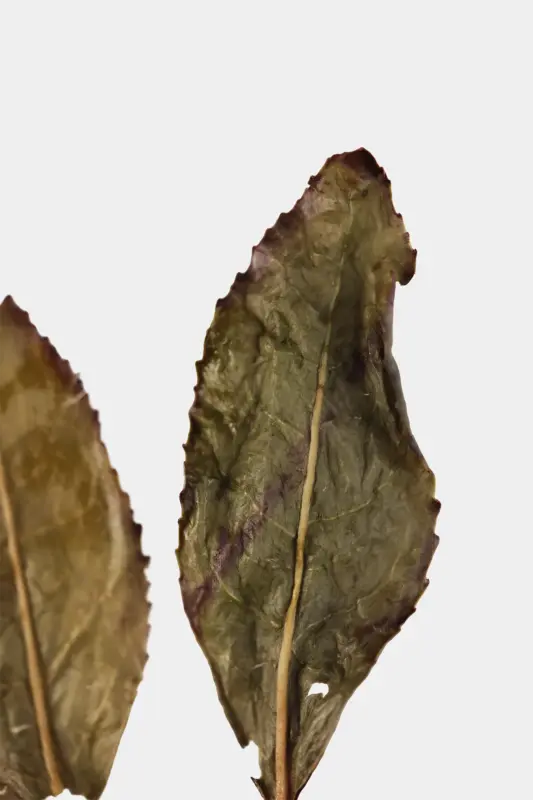 LOT105. 도향 운남철관음 10冬 엽저확대