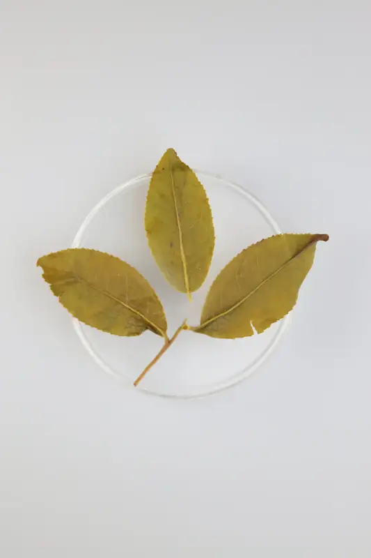 LOT106. 아리산 금훤 24冬 엽저