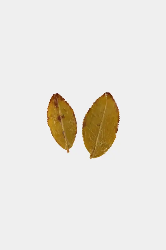 LOT115. 전수공 노수 금훤 24冬 엽저