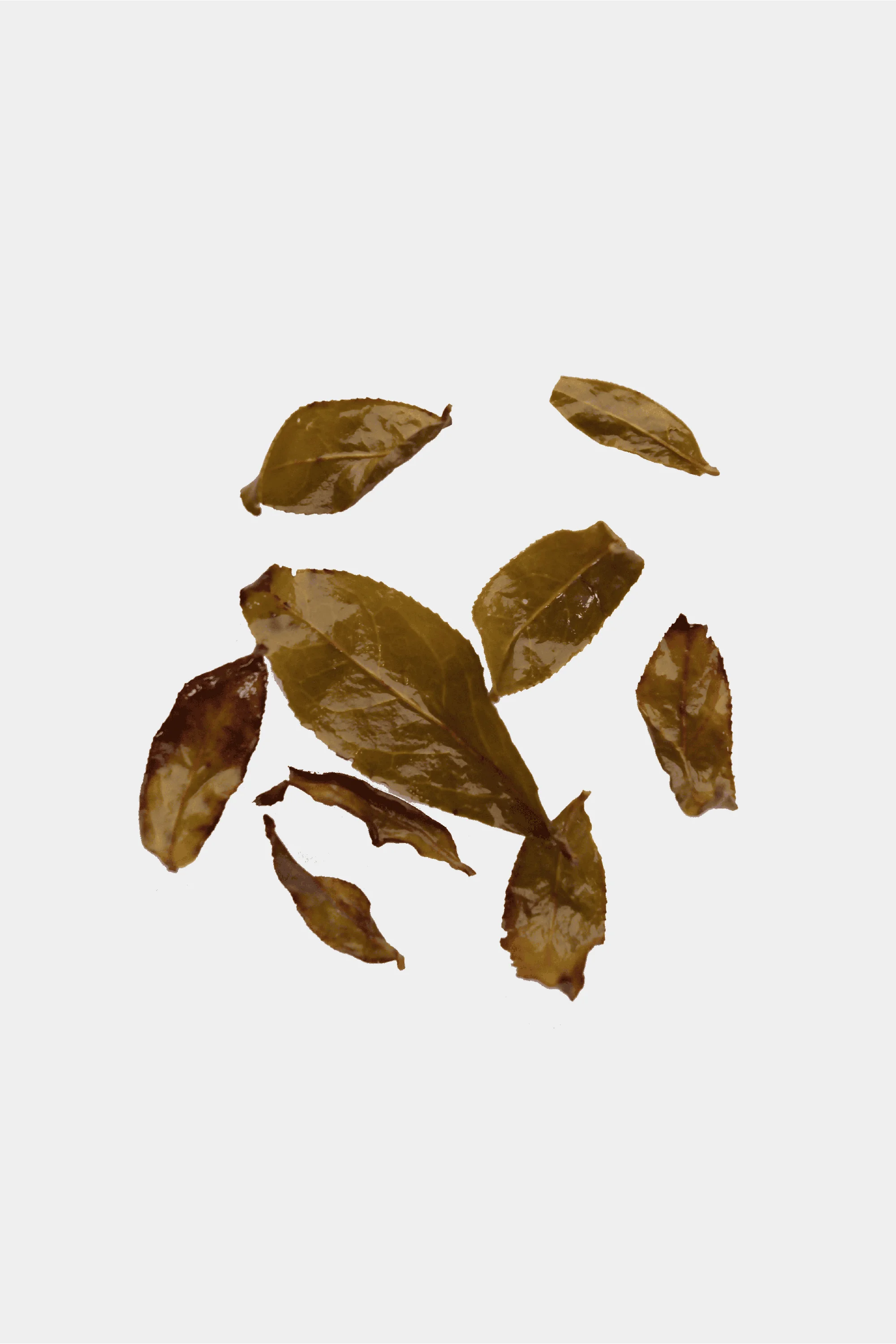 LOT179. 동편 귀비 25冬