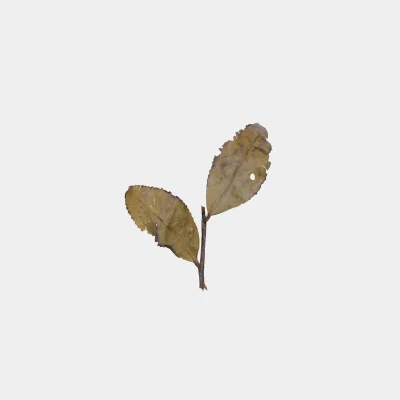 LOT010. 운남철관음 231(4)엽저