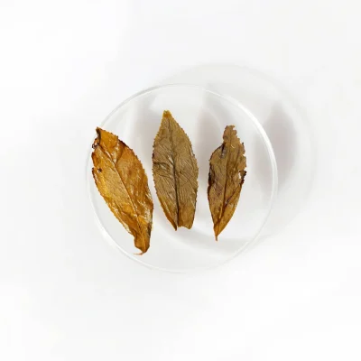LOT070. 신총 목책 황금계 24春 엽저