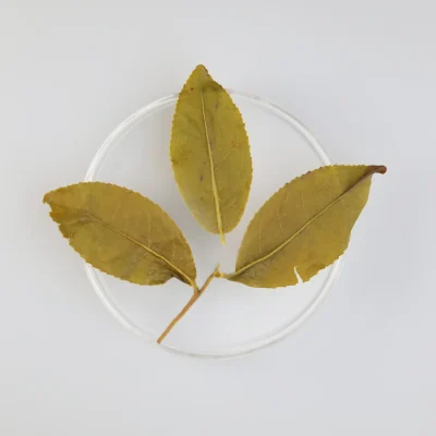 LOT106. 아리산 금훤 24冬 엽저