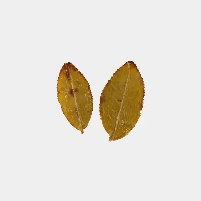 LOT115. 전수공 노수 금훤 24冬 엽저