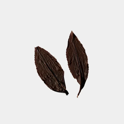 LOT209. 삼림계 기운 홍차 엽저